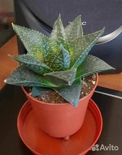 Суккуленты