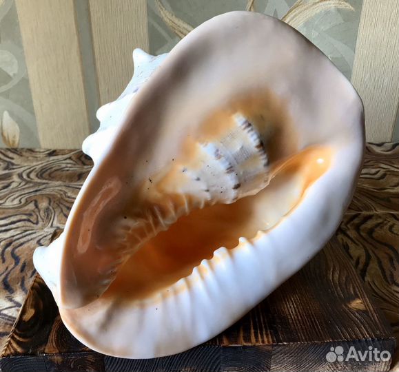 Большая, коллекционная морская ракушка Cassis Corn
