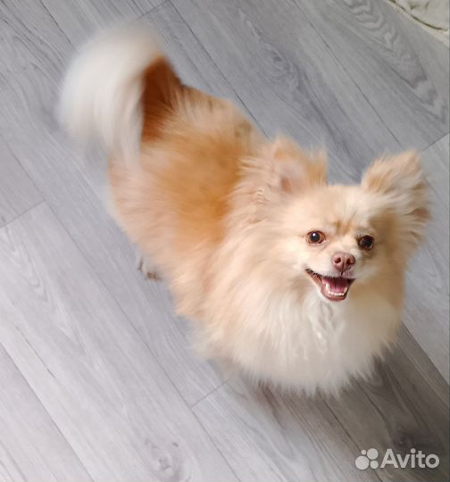 Чихуахуа девочка