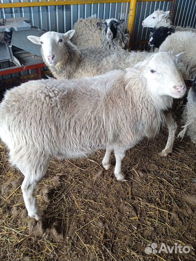 Баран Катумский