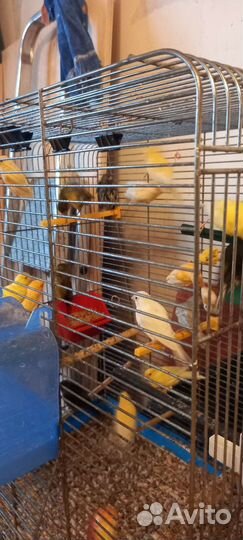 Кенара и канарейки, клетки б/у