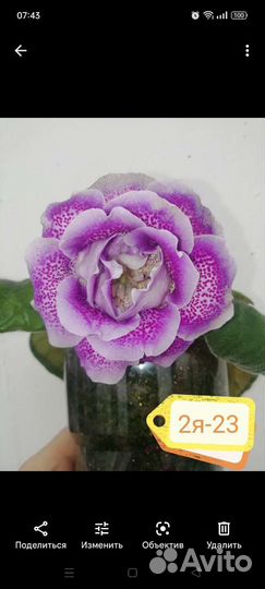 Клубни глаксинии