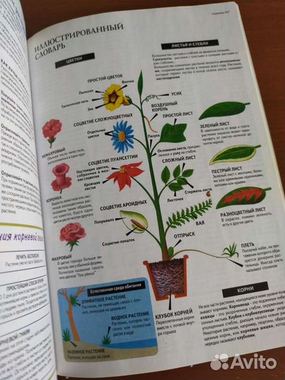 Книга о комнатных растениях обмен
