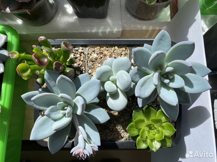 Суккуленты 1