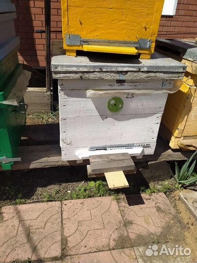 Пчелы и улья