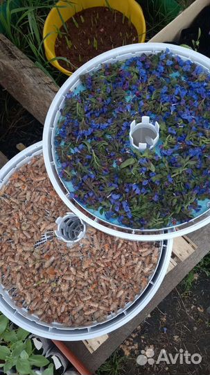 Медуница лекарственная