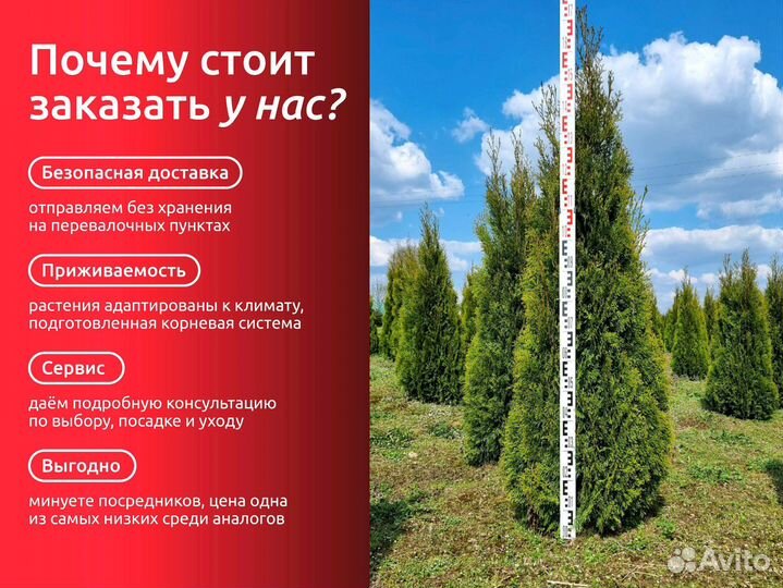 Туя западная оптом