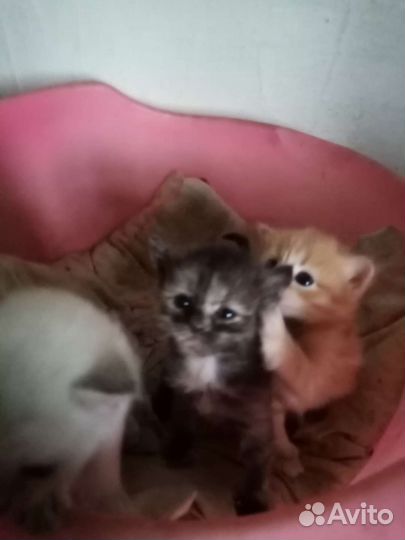 Котята в добрые руки