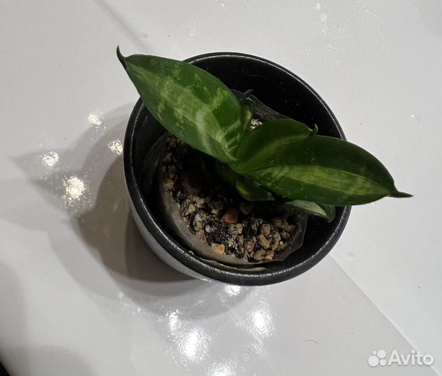 Сансевиерия Ханни Страйкер/Striker