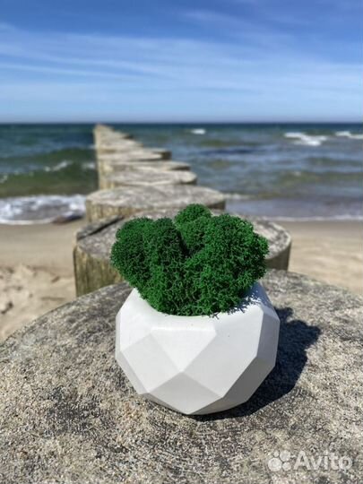 Кашпо гипсовое со мхом