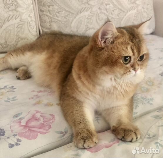 Шотландский кот вязка