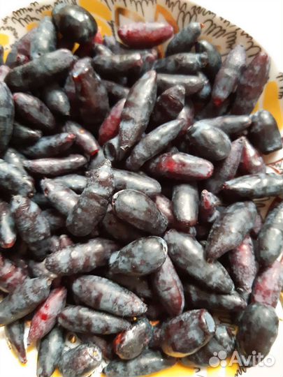 Куст жимолости Бакчарский великан