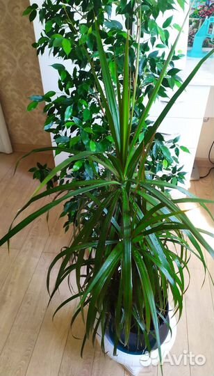 Комнатные цветы Фикус и драцена