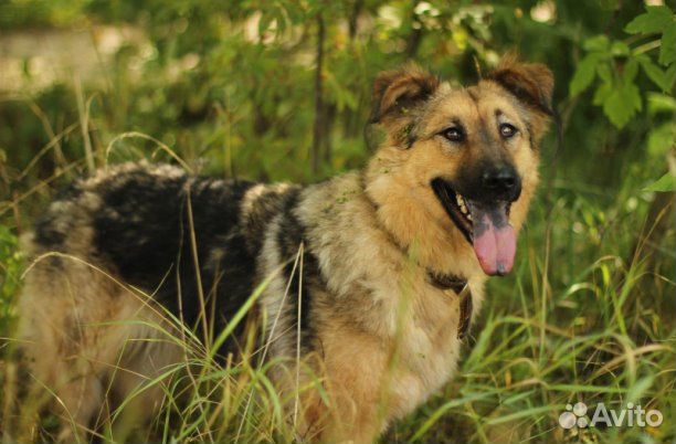 Прелестная собака Юкка в добрые руки