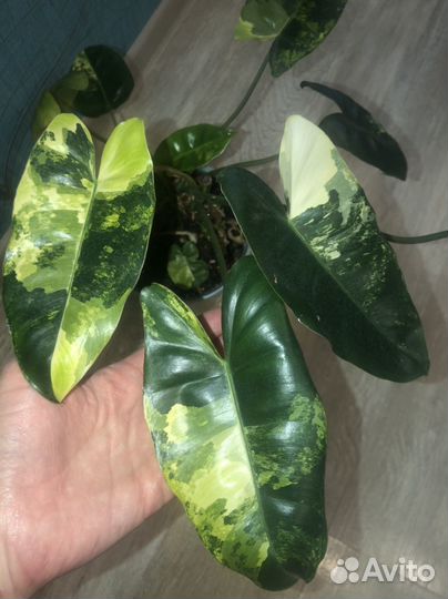 Филодендрон бурле макс