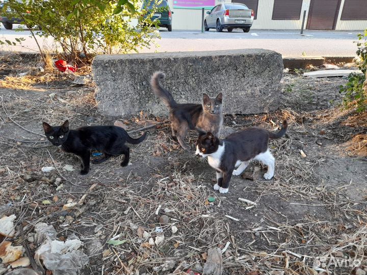 Котята в добрые руки