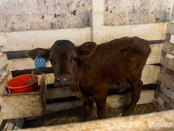 Телята бычки быстрая и бесплатная доставка