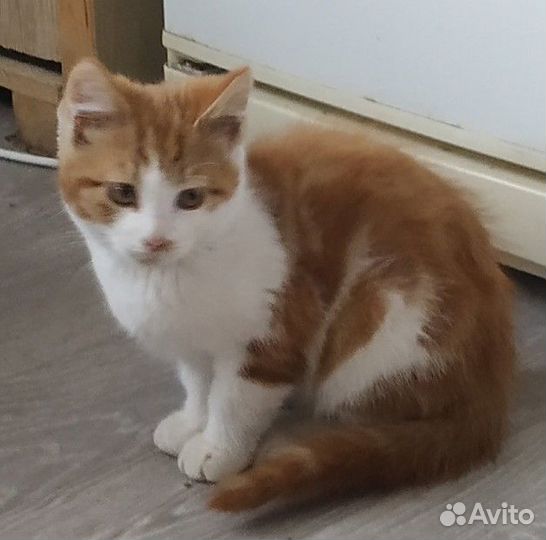 Отдам в добрые руки