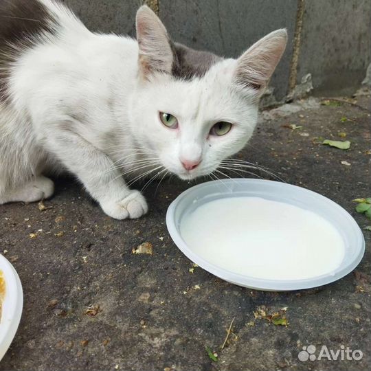 Котята бесплатно