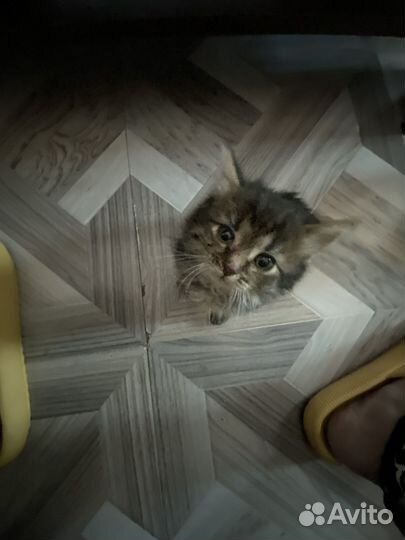 Котенок (кошечка) пушистая