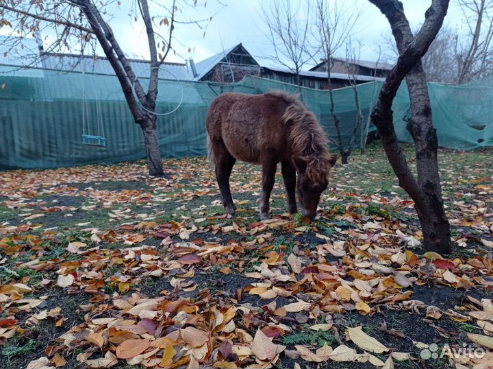 Этому Пони нужны добрые руки