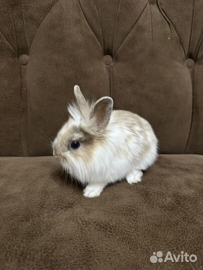 Львиноголовый кролик