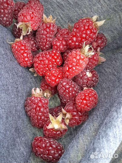 Саженцы ежемалины