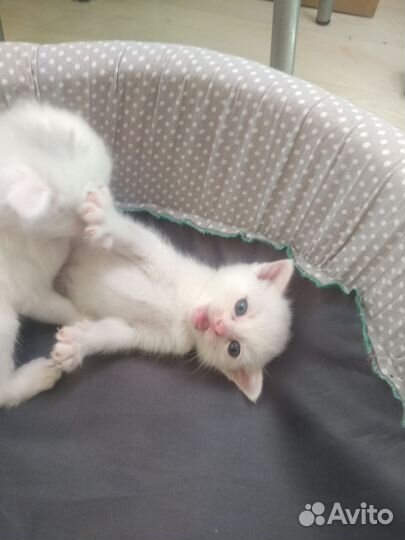 Британские котята