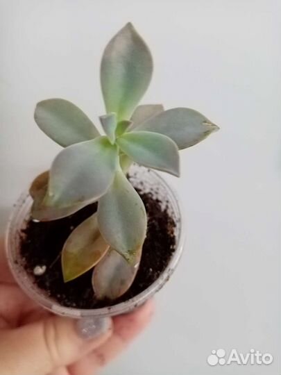 Каланхоэ сортовые, эхеверии. Суккуленты 2