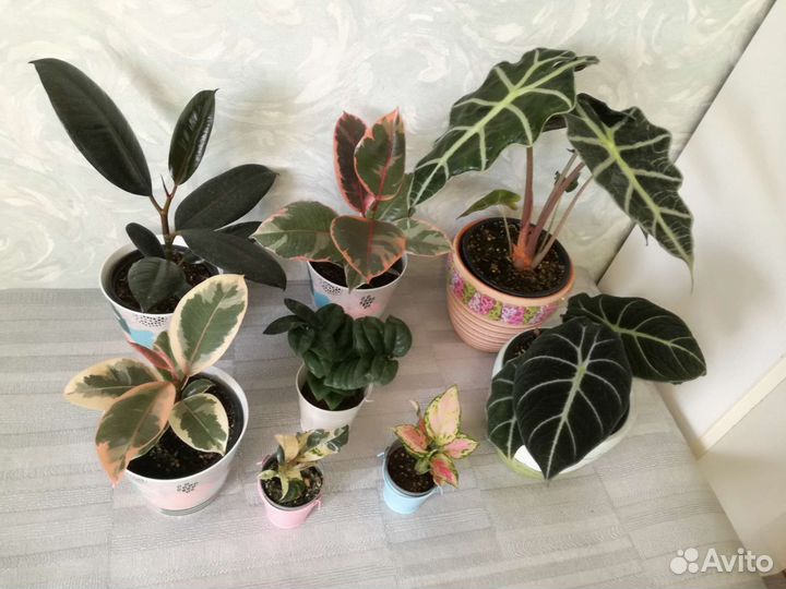 Замиокулькас черный и вариегатный Аглаонемы Алоказ