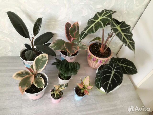 Замиокулькас черный и вариегатный Аглаонемы Алоказ