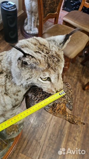 Чучело рысь в полный рост имитация