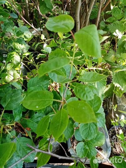 Декоративные кустарники саженцы