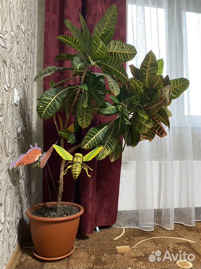 Комнатные цветы Кротон