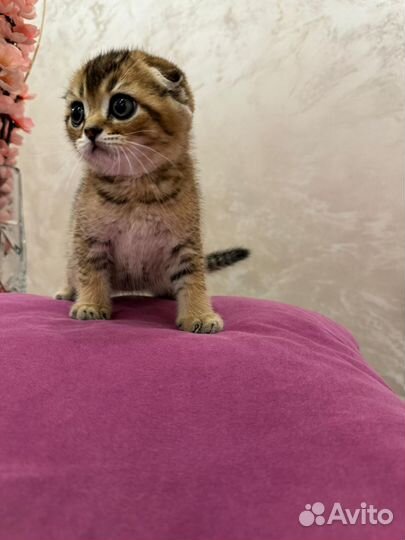 Шотландская