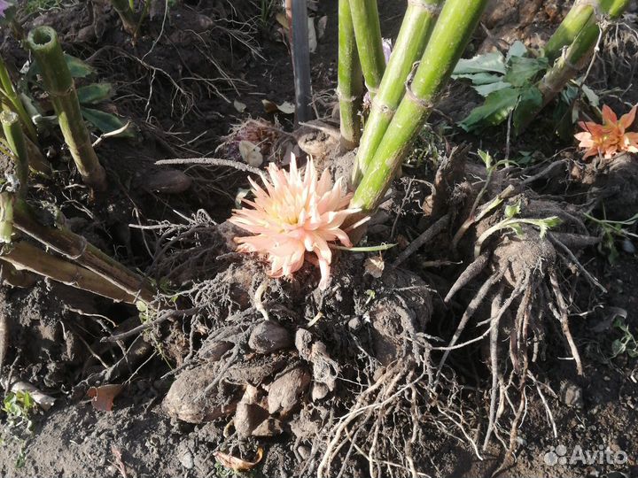 Георгины клубни