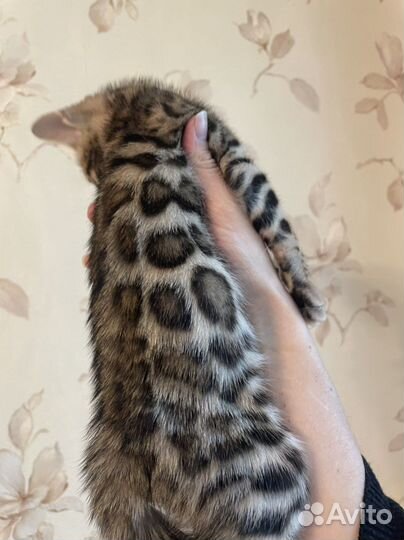 Бенгальские котята в добрые руки