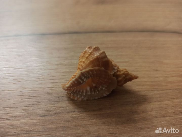 Морская раковина