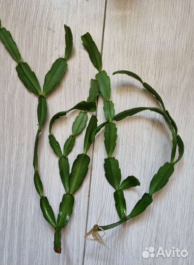 Цветы домашние