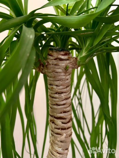 Нолина (бокарнея)