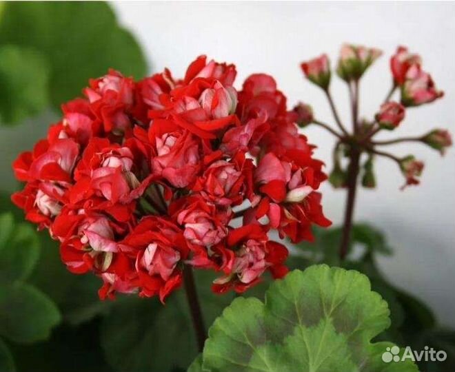 Герань пеларгония розебудная цветет