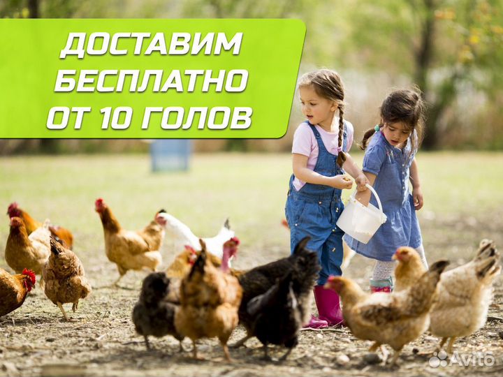 Куры несушки Ломан браун