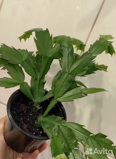 Декабрист шлюмбергера белый