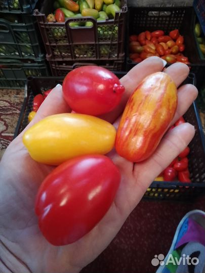 Рассада помидор, семена