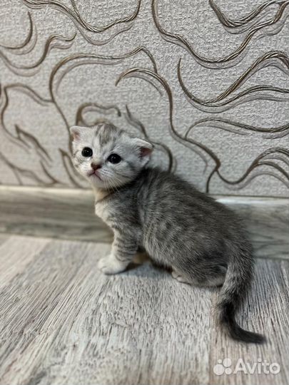 Шотландская