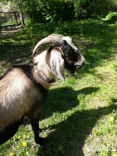 Нуб.козёл,козлики