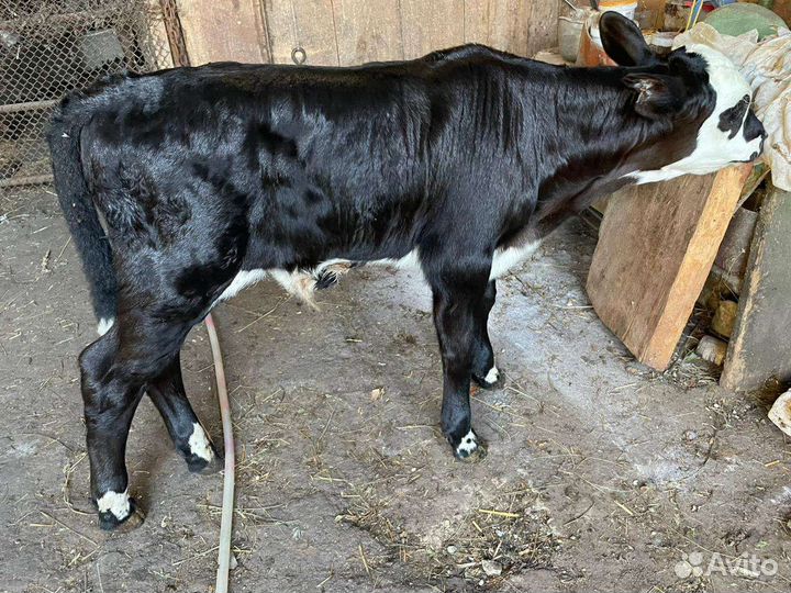 Корова и телёнок