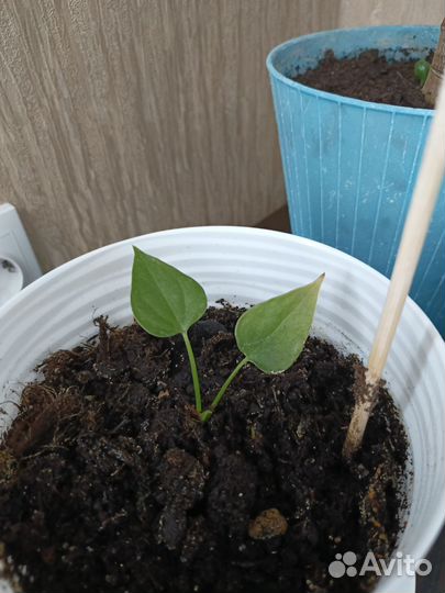 Излишки растений