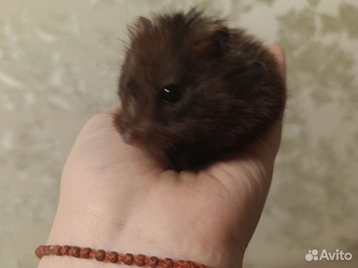 Сирийский хомяк