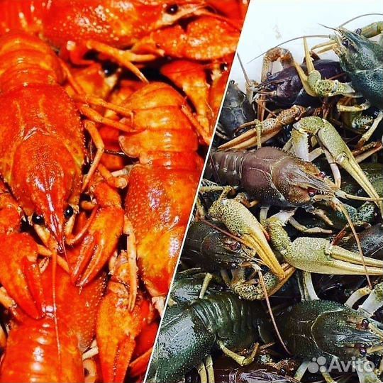 Раки (центр)